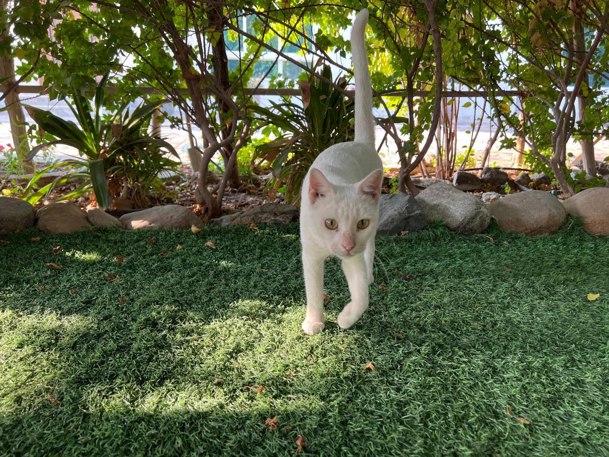 אבו דאבי Alhosani Property מראה חיצוני תמונה